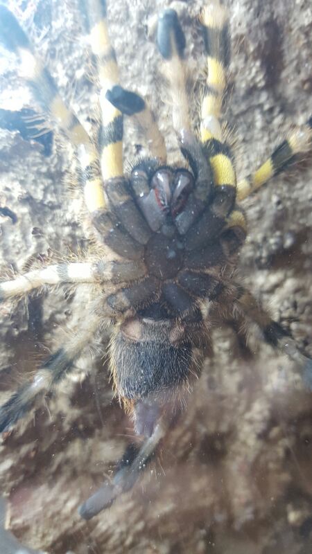 P. Regalis sex?