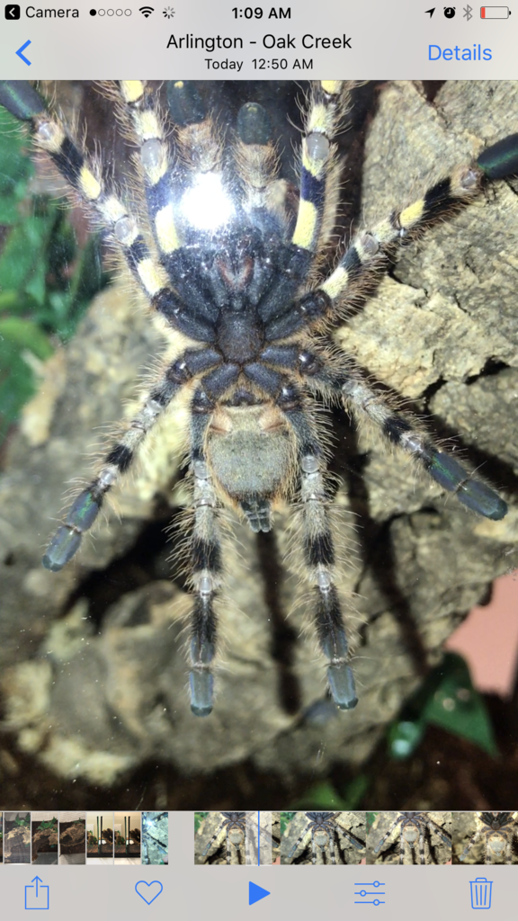 P.Regalis Sex?