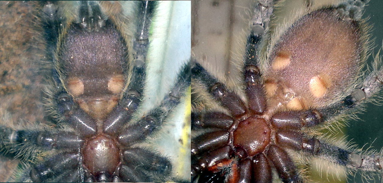 P. regalis sexing