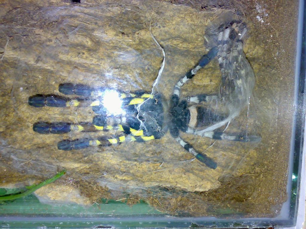 P.Regalis