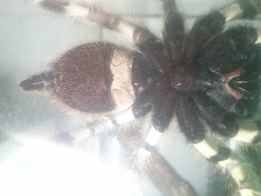 P. Regalis