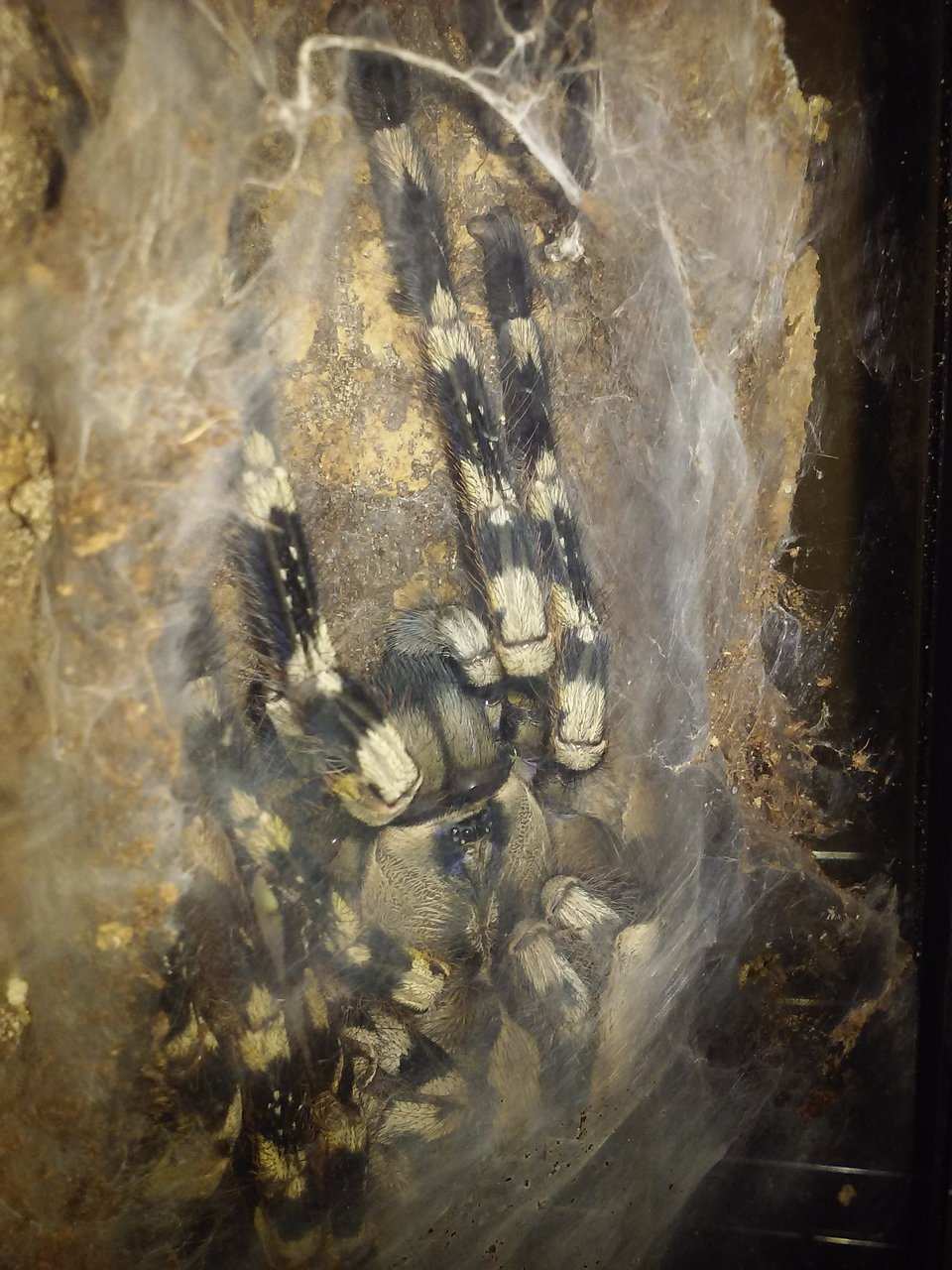 P.regalis