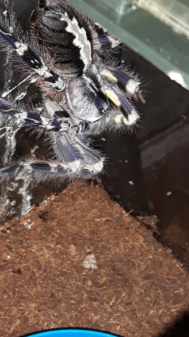 P.regalis