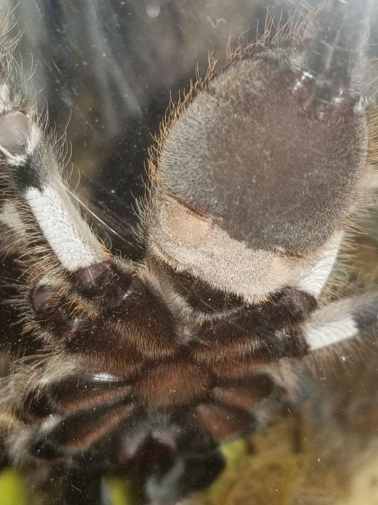 P regalis