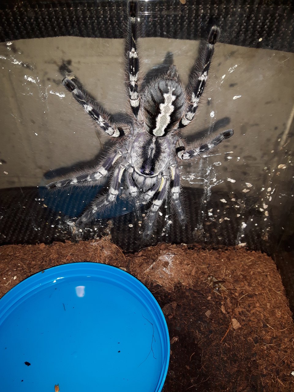 P.regalis