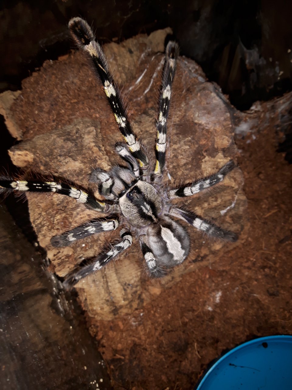 P.regalis