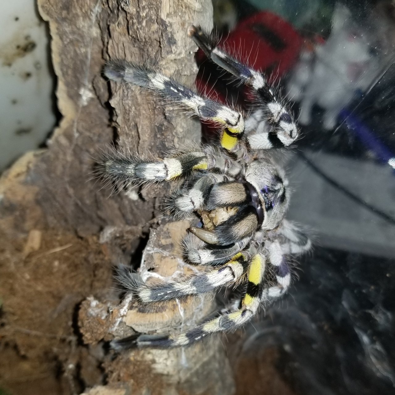 P. regalis