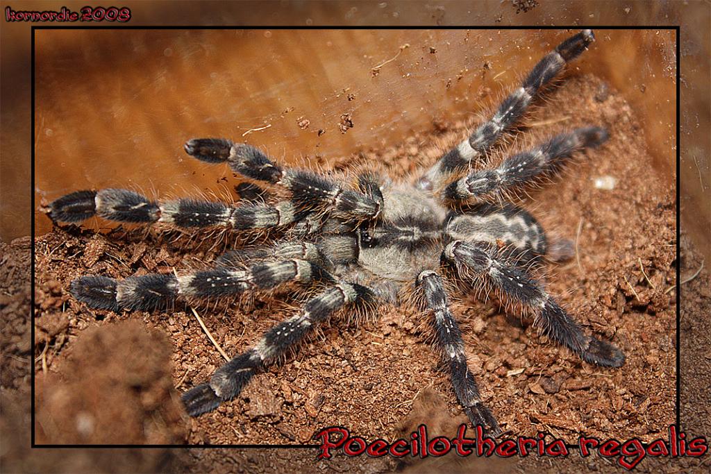 P. Regalis