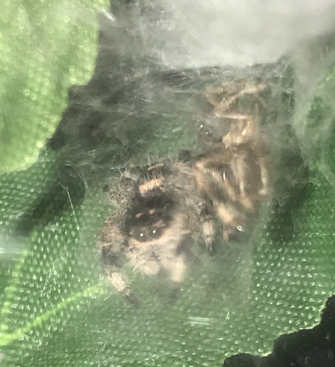 P. Regius female just molted to orange phase