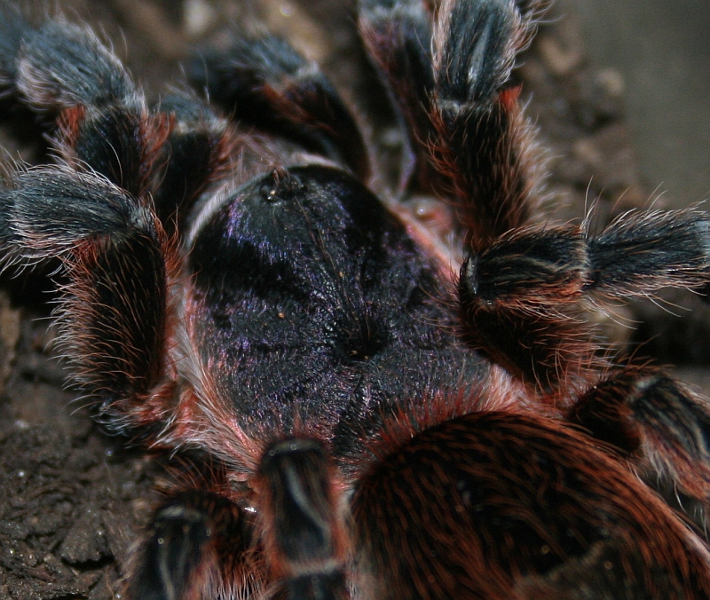 P. scrofa mature female