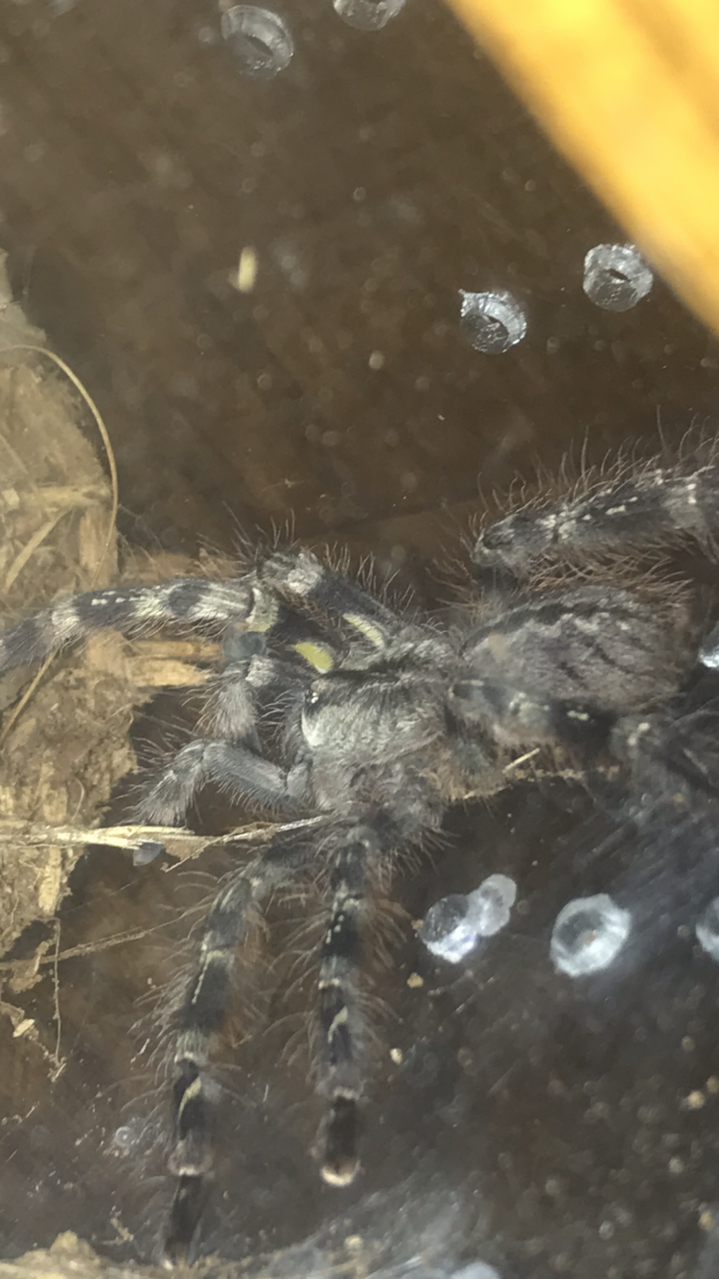 P. striata Finally came out after molt