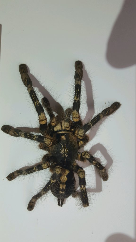 P. subfusca (bara)?