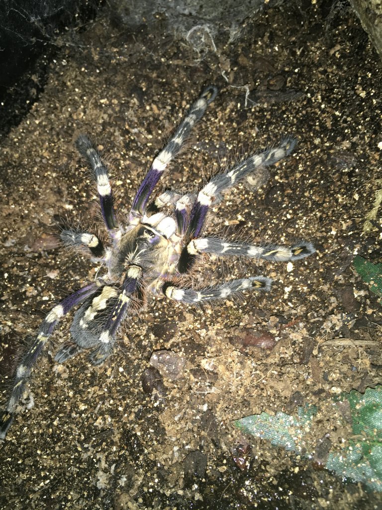 p.Subfusca lowland female