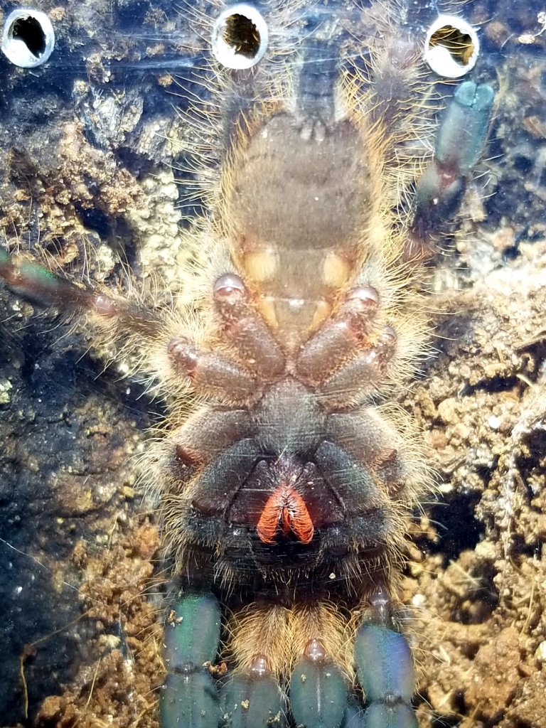 P. subfusca sex?