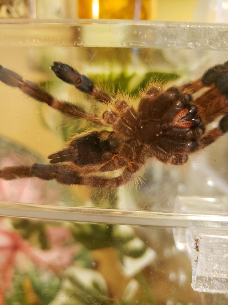 P. subfusca