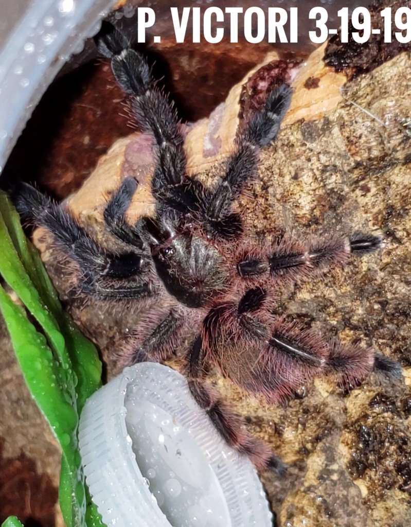 P. Victori freshly molted