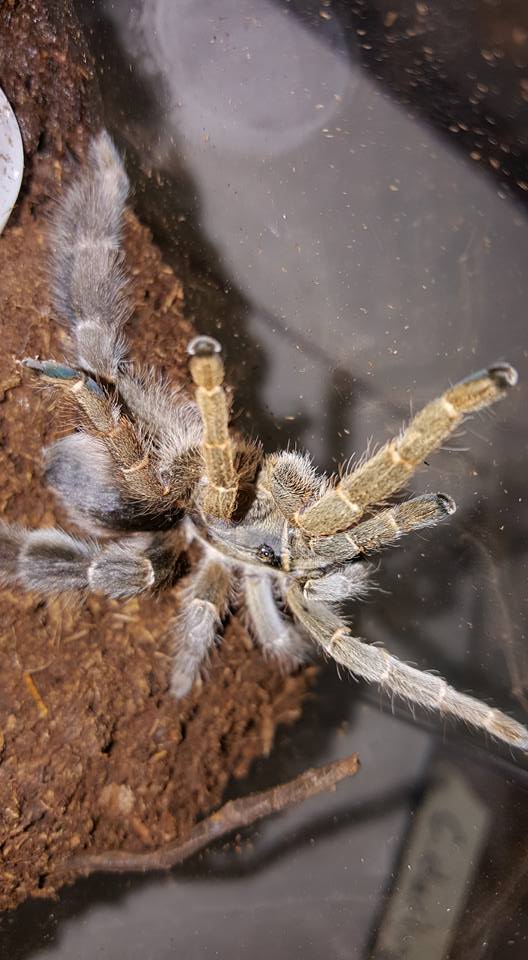 Pachypus female