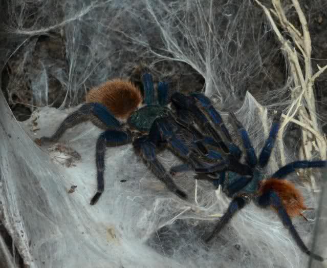 Pairing chromatopelma cyaneopubescens