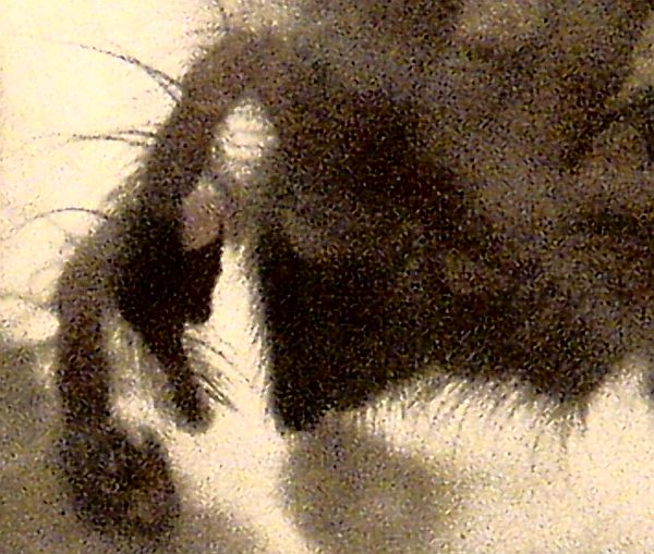 Palps of Tegenaria duellica