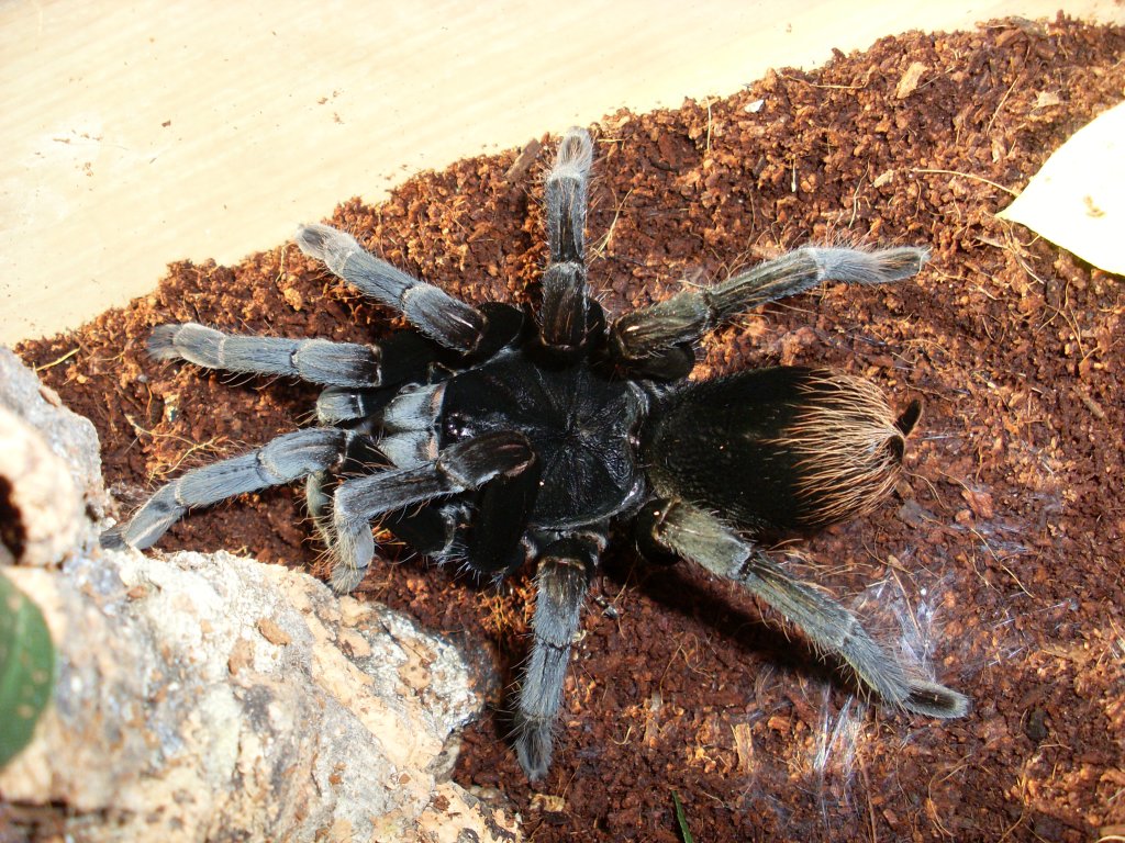 Pamphobeteus antinous