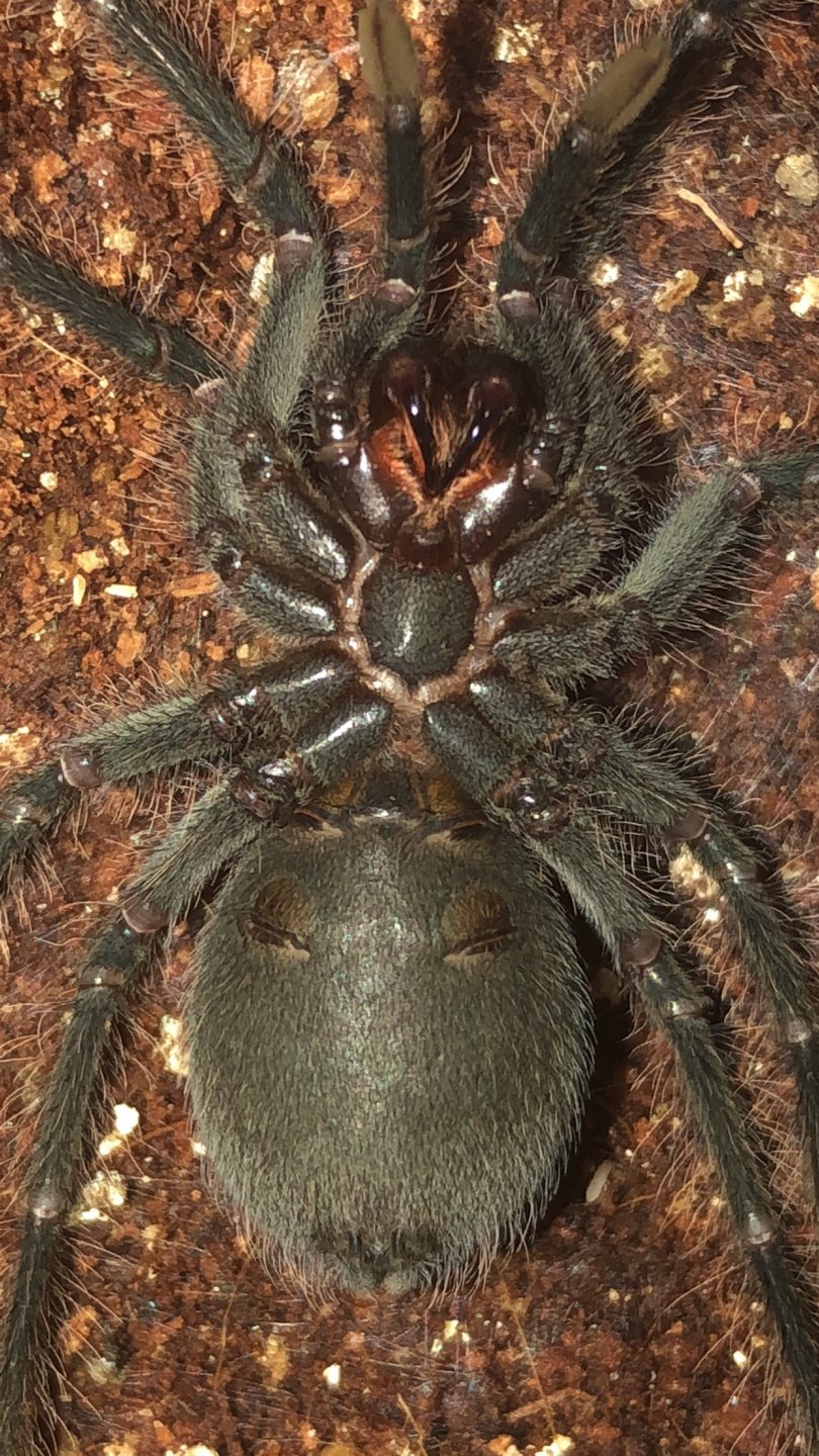 Pamphobeteus cf. antinous