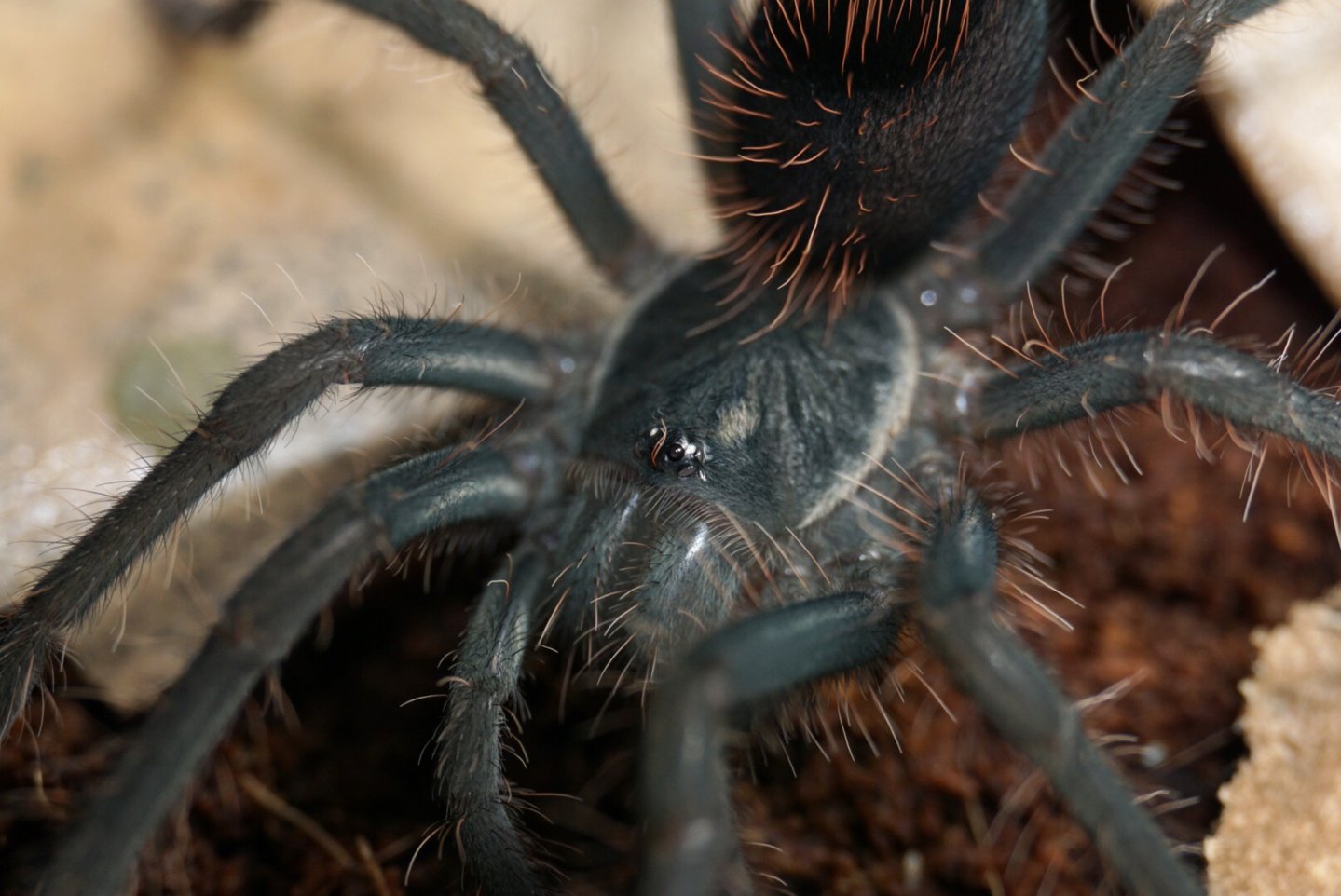 Pamphobeteus cf. petersi