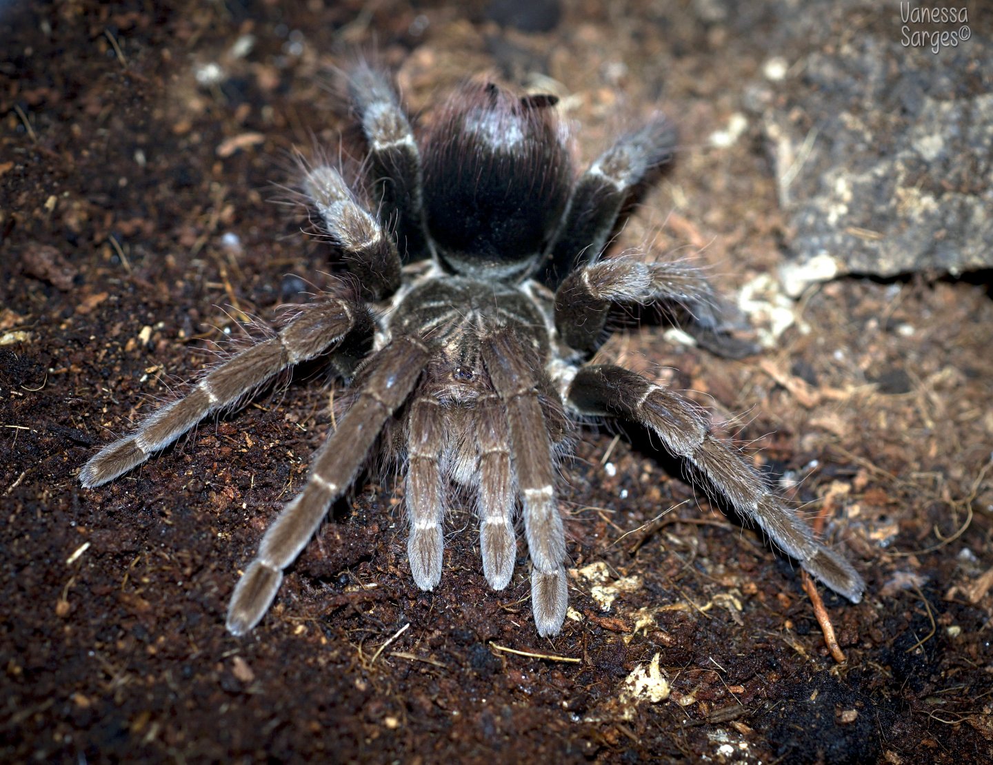 Pamphobeteus fortis Sub-Adult Female - ~5"