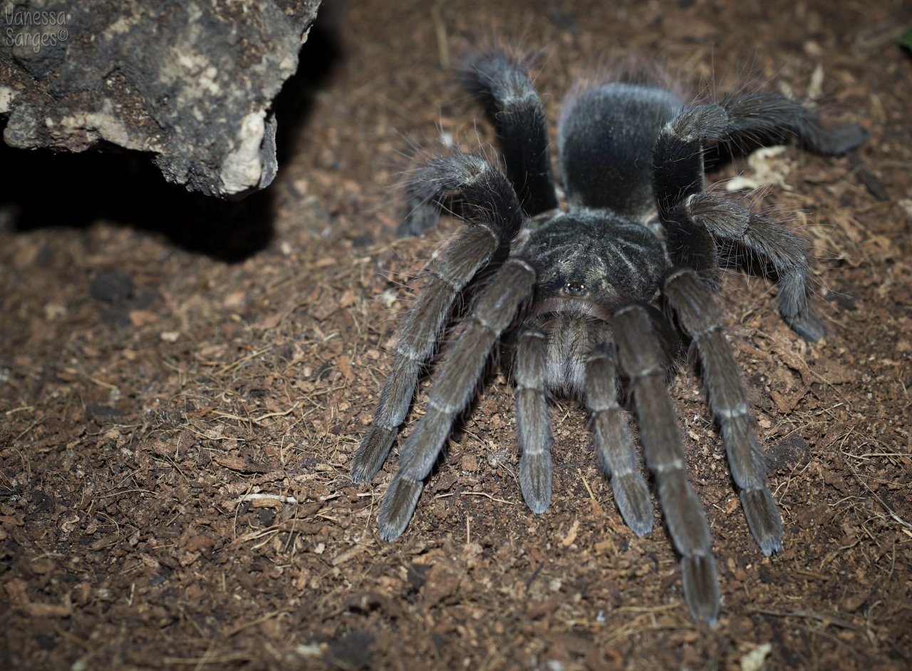 Pamphobeteus fortis Sub-Adult Female