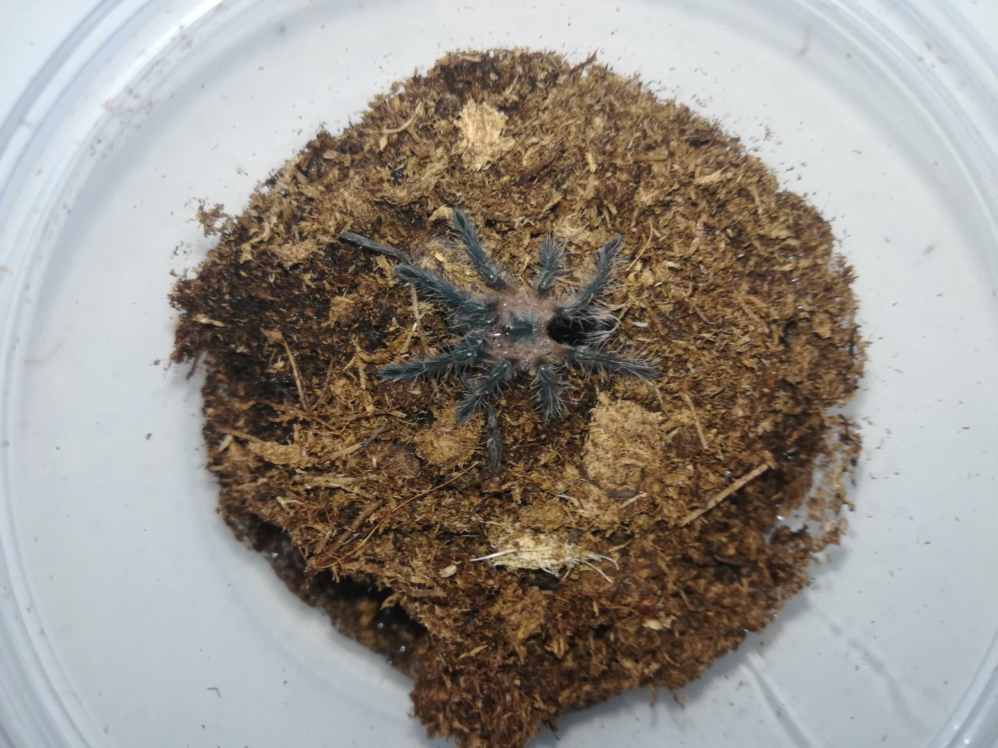 Pamphobeteus fortis