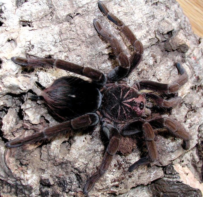 Pamphobeteus fortis