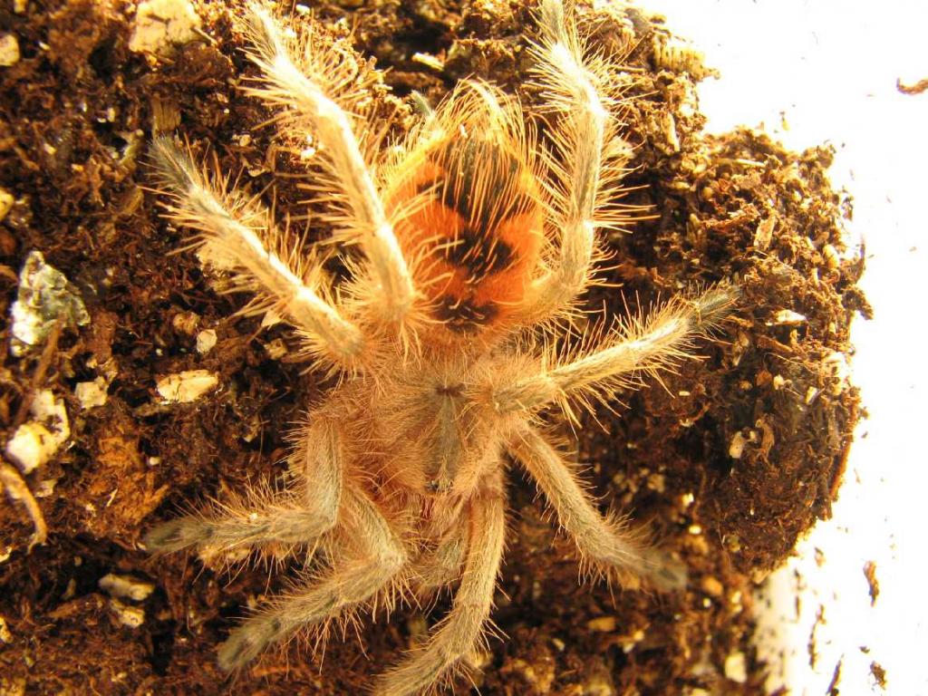 Pamphobeteus nigricolor ~ Blue Bloom Birdeater