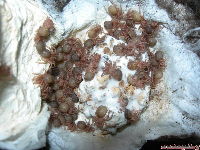 Pamphobeteus nigricolor