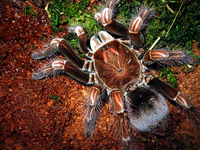 Pamphobeteus platyomma - Ecuadorian pink 6"+ female