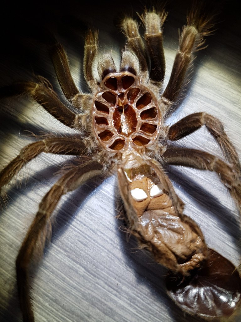 Pamphobeteus platyomma: Molt Sexing