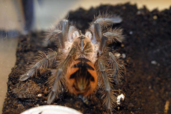 Pamphobeteus platyomma