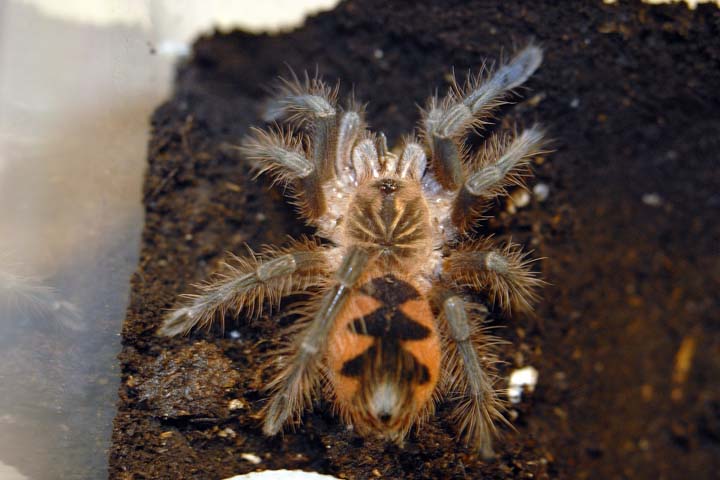 Pamphobeteus platyomma