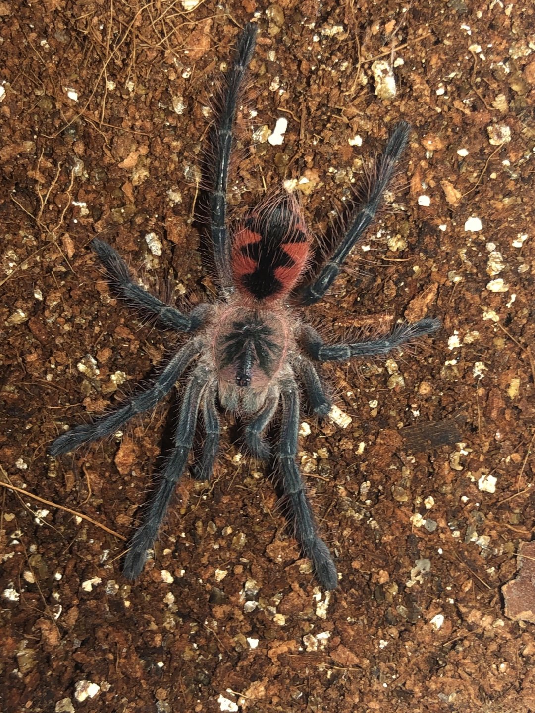 Pamphobeteus sp. ‘machala’