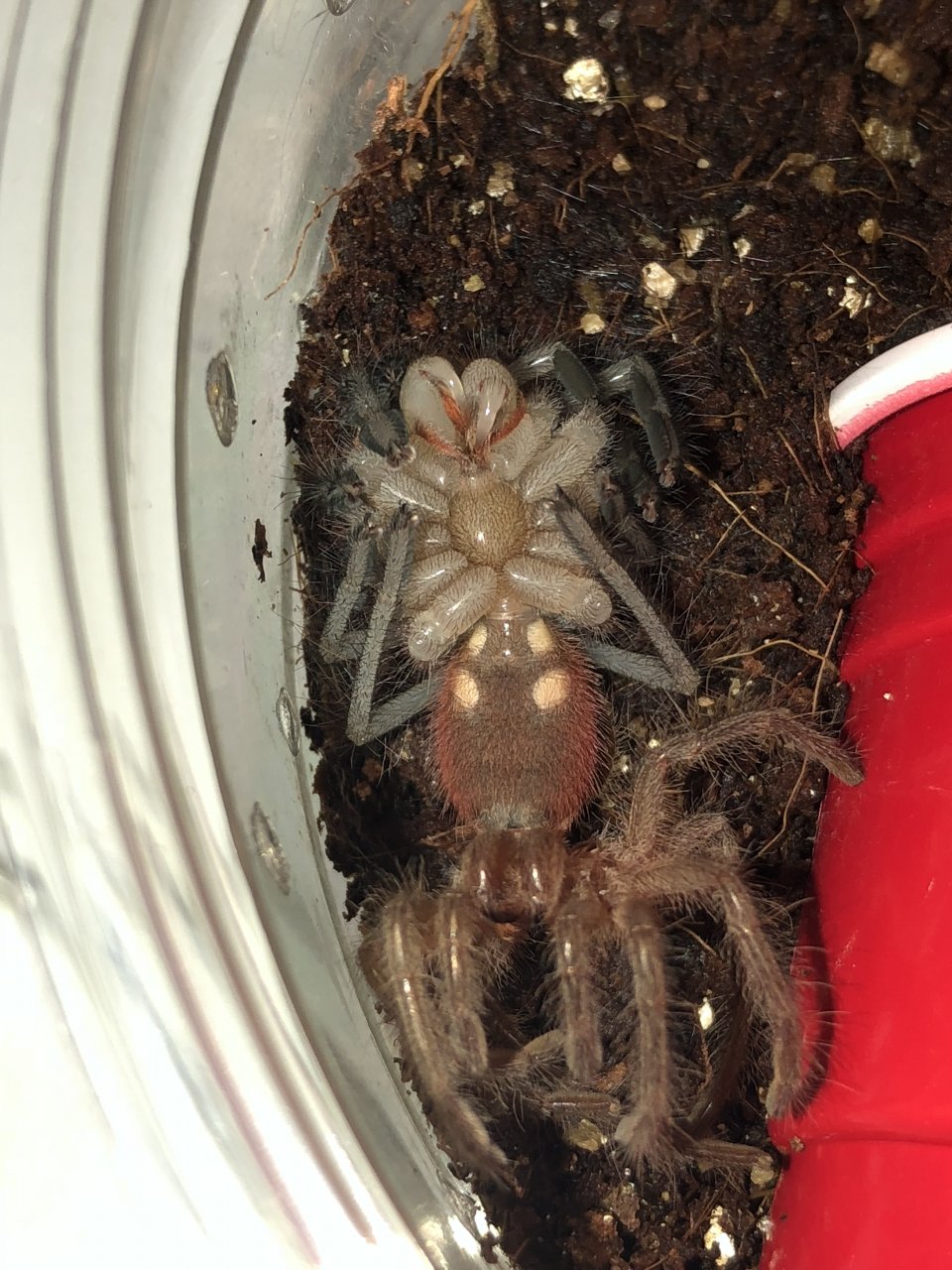 Pamphobeteus sp. ‘magna’