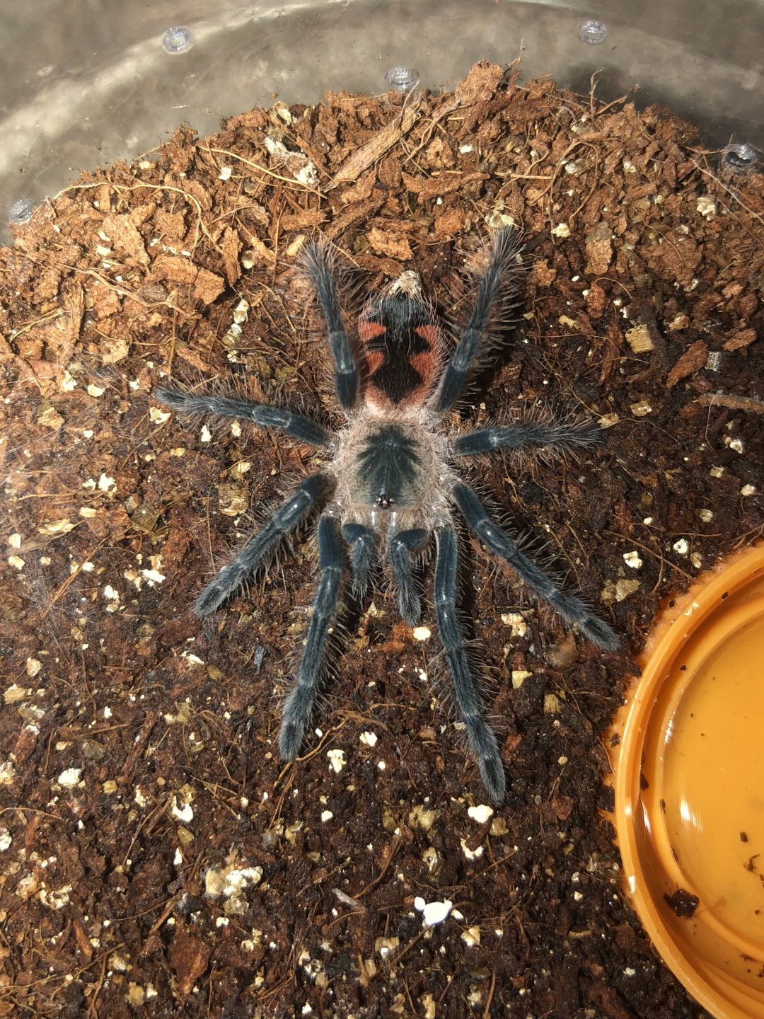 Pamphobeteus sp. ‘mascara’