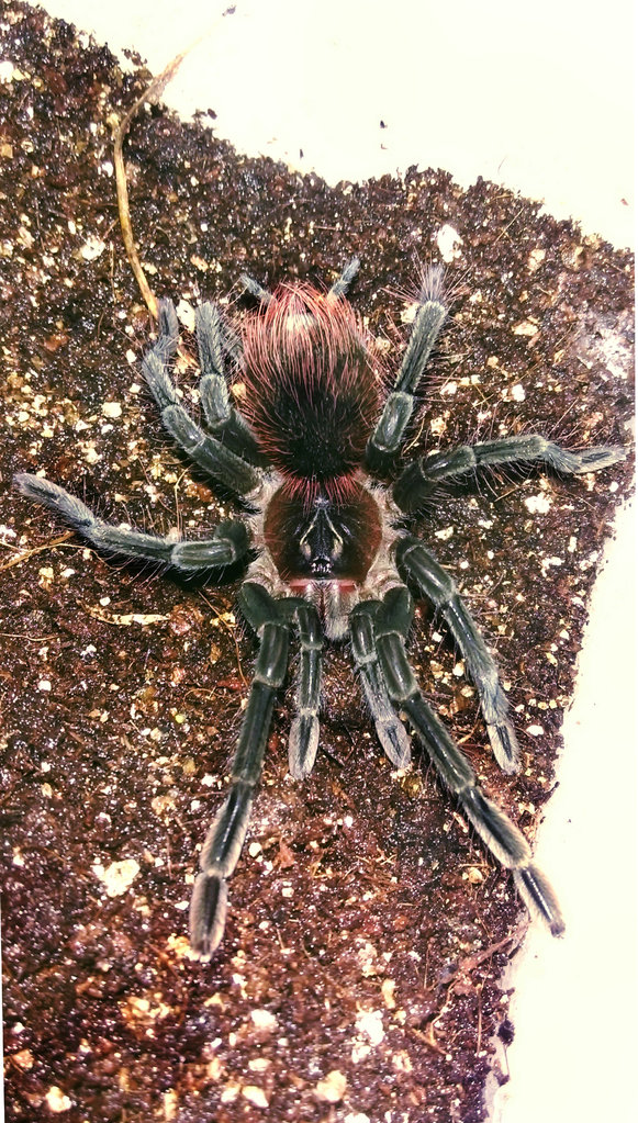 Pamphobeteus.sp.cascada