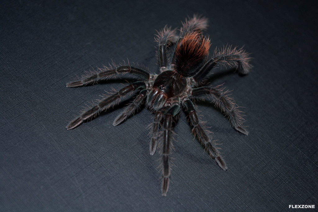 Pamphobeteus sp. (chicken spider)