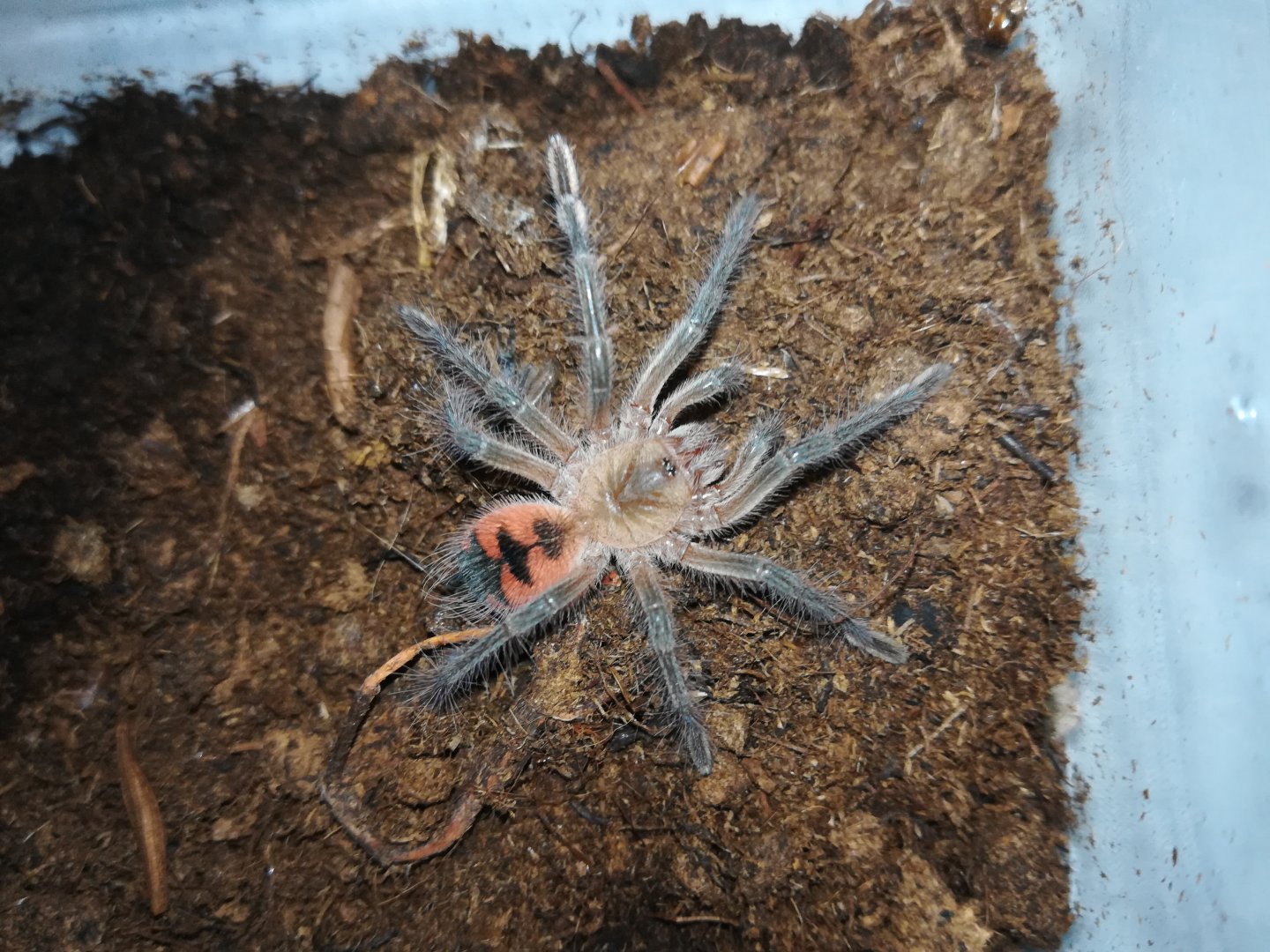 Pamphobeteus sp.Duran