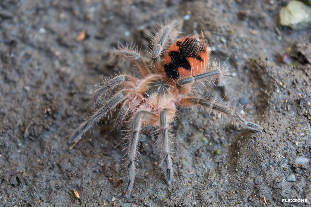 Pamphobeteus sp. Goliath