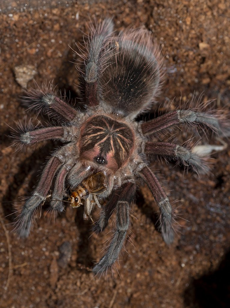 Pamphobeteus sp machala