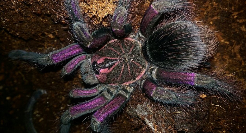 Pamphobeteus sp.machalla