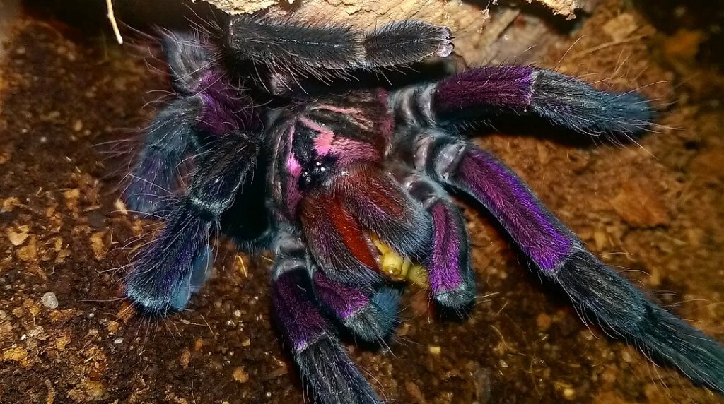 Pamphobeteus sp. "Machalla"