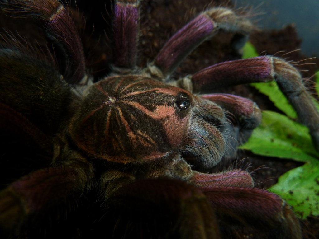 Pamphobeteus sp. Machalla