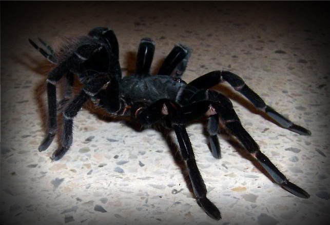 Pamphobeteus Sp. "ne Peru" / Cf. Antinous