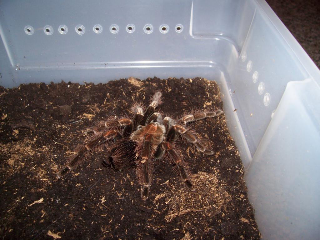 Pamphobeteus sp. "platyomma"