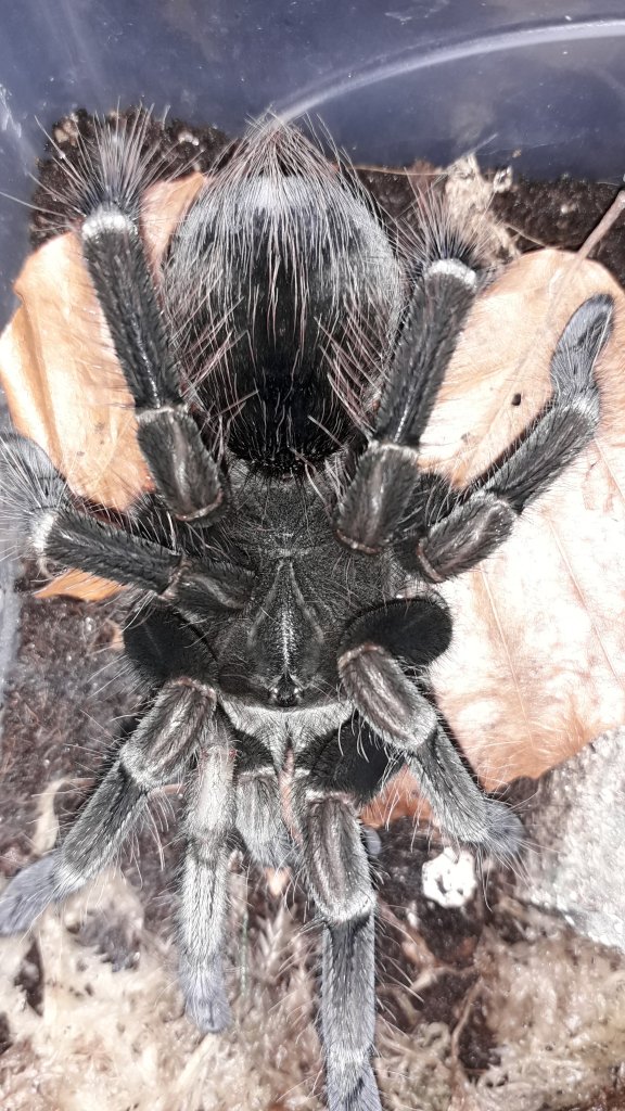 Pamphobeteus sp. "tigris"